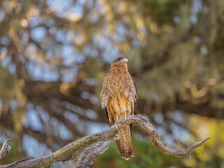 A falcon perched on a tree