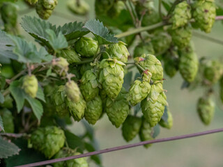 A bunch of green hops