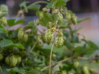 A bunch of green hops