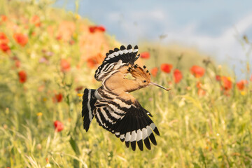 Eurasian hoopoe - Upupa epops in flight and insect in beak with flowers in background. Photo from Calera y Chozas in Spain, Toledo Province. U. e. epops. © PIOTR