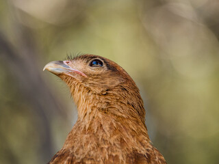 A falcon close-up
