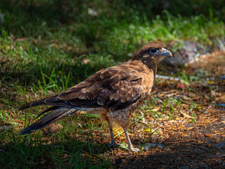 A falcon drinking water