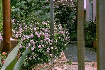 Courtyard of cafe with tables in open air is decorated with blooming rose bushes. Metal stove and supports of new building under construction are in foreground