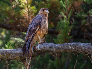 A falcon perched on a tree