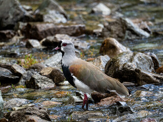A southern lapwing on a lake shore