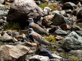 A southern lapwing on a lake shore