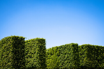 Trimmed trees, Park Château De Saint-germain-en-laye, Saint-Germain-en-Laye, Paris, France