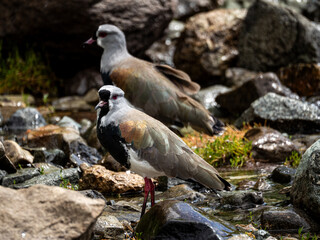 A southern lapwing on a lake shore