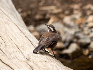 A bird perched on a log