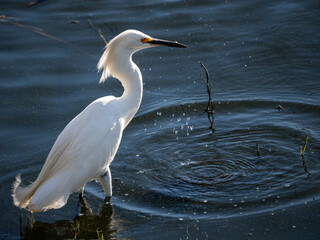 A crane bird fishing in the water