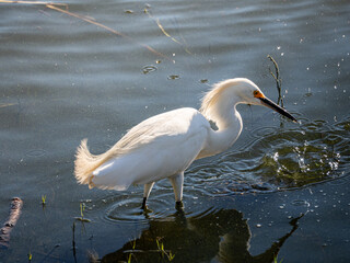 A crane bird fishing in the water