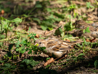 A wet sparrow at Central Park