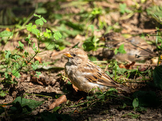 A wet sparrow at Central Park