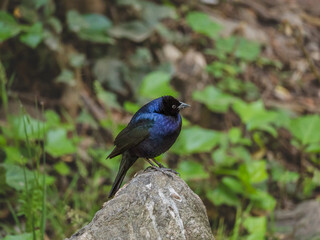 A beautiful black and blue bird