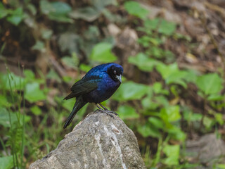 A beautiful black and blue bird