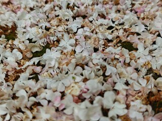 close up of a pile of petals 