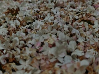 Petals on the ground