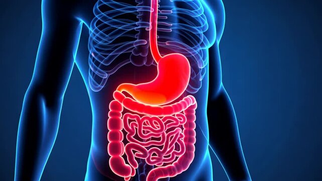 Stomach pain, gastric discomfort, abdominal ache. Digestive health. Stomach muscles tighten painfully. Intestinal obstruction halts nutrient absorption. Gastric acidity affects esophageal lining.