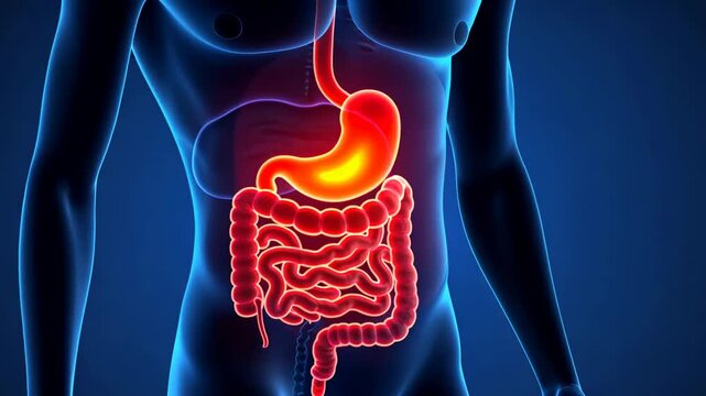 Stomach pain, gastric distress, abdominal discomfort. Gut health. Muscles tighten during gastric distress. Gastric acidity increases nausea sensation. Digestive balance improves nutrient absorption.