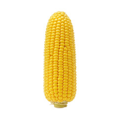 Single ear of sweet corn isolated on transparent background