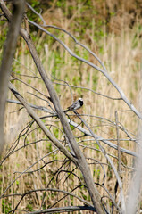 Wagtail