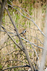 Wagtail