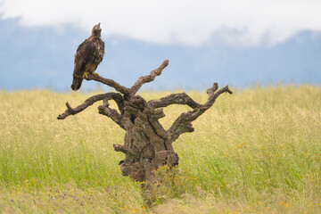 Spanish imperial eagle, Iberian imperial eagle  or Adalbert's eagle - Aquila adalberti perched. Photo from Calera y Chozas in Spain, Toledo Province. Vulnerable specie. Copy space on right.