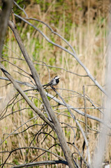 Wagtail
