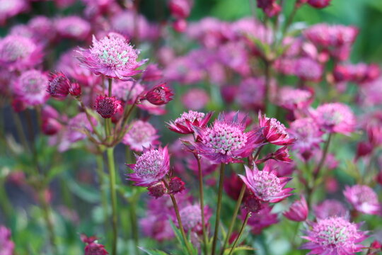 Masses of deep pink astrantia flowers