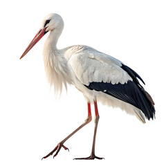 Obraz premium White Stork Walking Isolated on Transparent Background. PNG