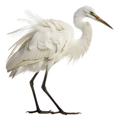 Obraz premium Little Egret with Breeding Plumage Isolated on Transparent Background PNG