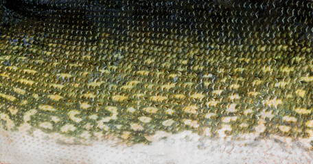 Fish scales of pike close-up in high resolution. Detailed texture of pike skin. Macro photography of natural fish pattern for design and advertising.