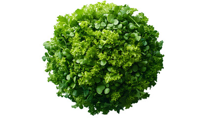 Obraz premium Top view of assorted fresh leafy green vegetables including arugula lettuce and watercress in a vibrant and healthy organic food composition