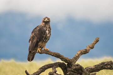 Spanish imperial eagle, Iberian imperial eagle, Spanish eagle or Adalbert's eagle - Aquila adalberti perched. Photo from Calera y Chozas in Spain. Vulnerable specie. Copy space on right side.