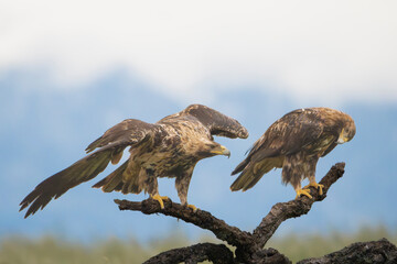 Two Spanish imperial eagles, Iberian imperial eagle or Adalbert's eagle - Aquila adalberti perched. Photo from Calera y Chozas in Spain, Toledo Province. Vulnerable specie. 