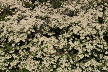 Close up of pyracantha or firethorn blossom