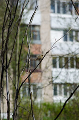 Warbler