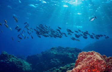 Underwater coral fish shoal