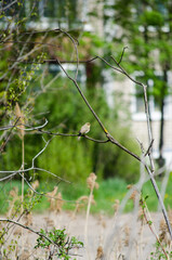 Warbler