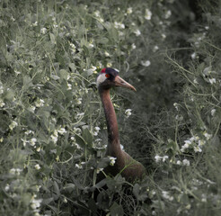 red crowned crane