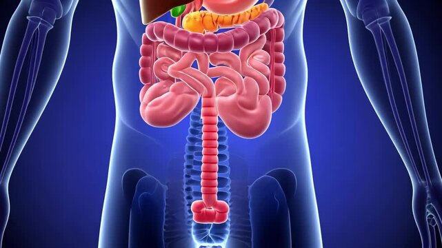 Illustration of human anatomy showing internal organs and systems.