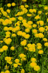 Obraz premium Dandelions