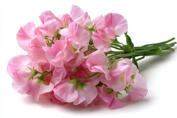 Pink sweet pea flowers bunch isolated on white background