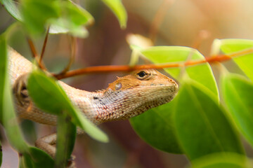 lizard on a branch