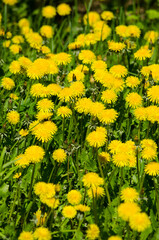 Obraz premium Dandelions