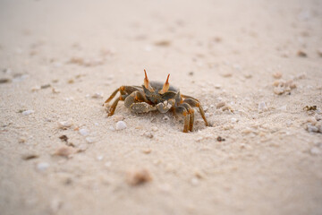 Crab on the Beach