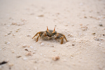 Crab on the Beach