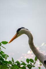 클로즈업 된 왜가리