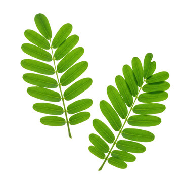 Two vibrant green tamarind leaves isolated on transparent background