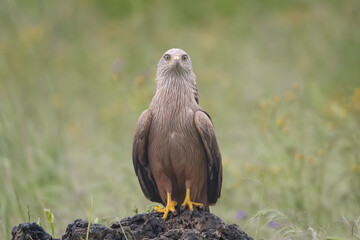 Black kite - Milvus migrans on ground at  green background. Photo from Calera y Chozas in Spain, Toledo Province.